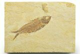Detailed Fossil Fish (Knightia) - Wyoming #363876-1